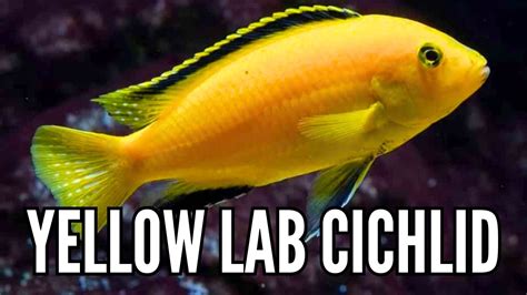 Cichlids: Care Guide & Species Profile .
